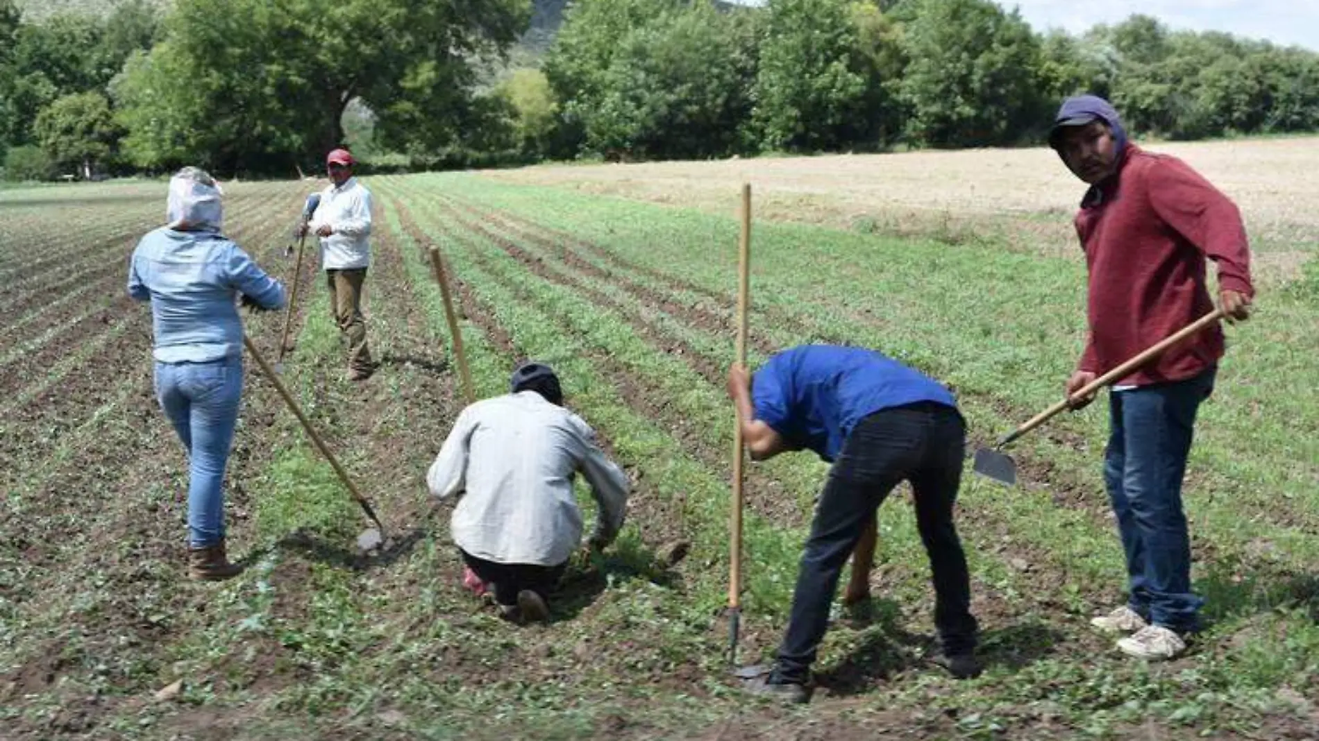 agricultores 3 nota de luis